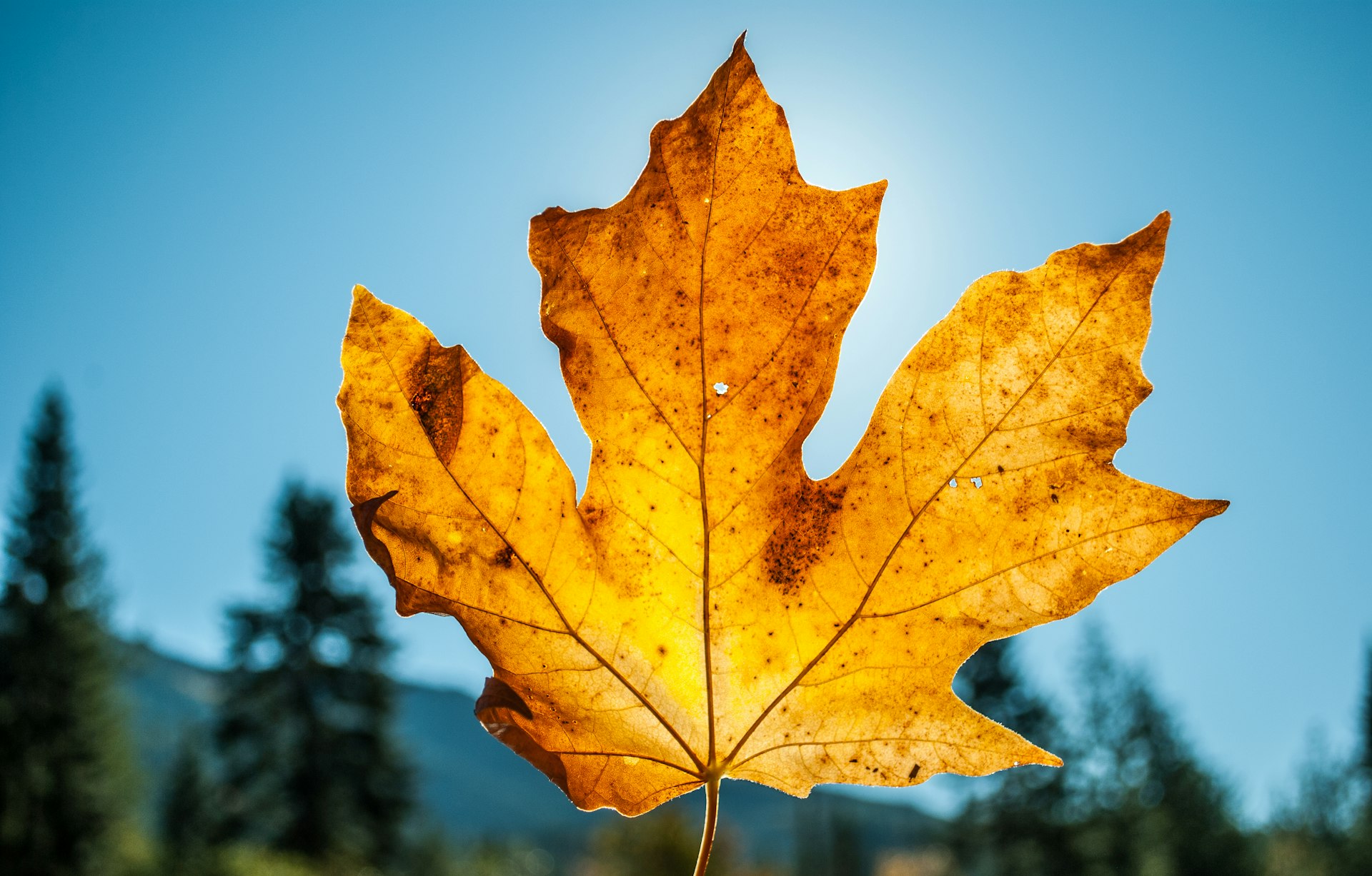 selective focus photography of brown maple leaf